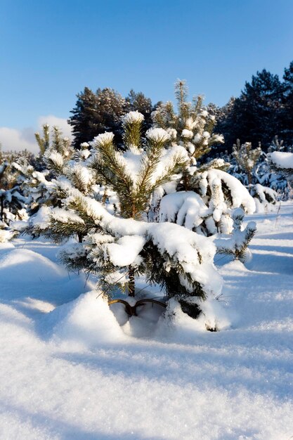 Winter im Fichtenwald