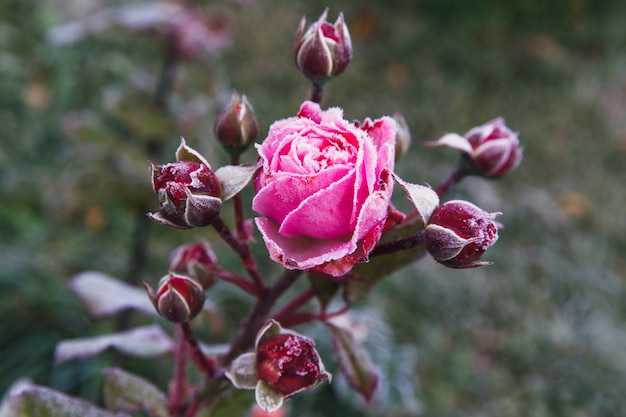 Winter im Garten. Raureif auf den Blütenblättern einer rosa Rose, der erste Frost.