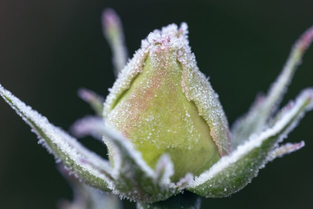 Winter im Garten. Raureif auf den Blütenblättern einer weißen Rose