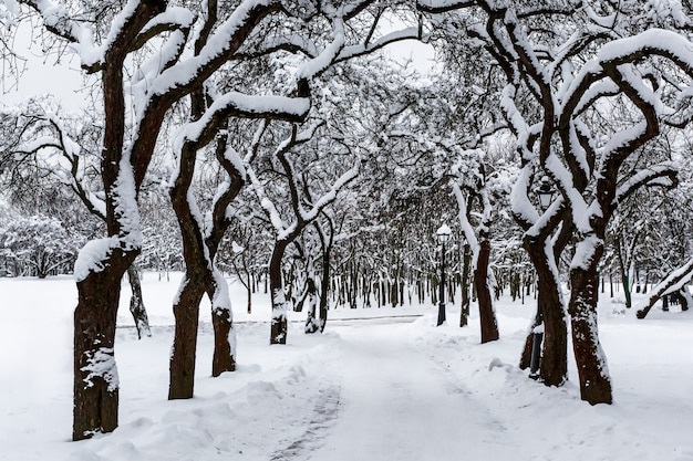 Winter im Stadtpark. Schnee Allee.