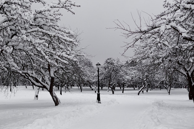 Winter im Stadtpark. Schnee Allee.