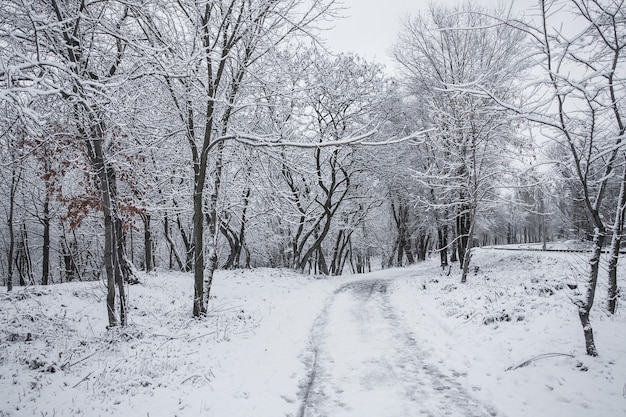 Winter im Stadtpark