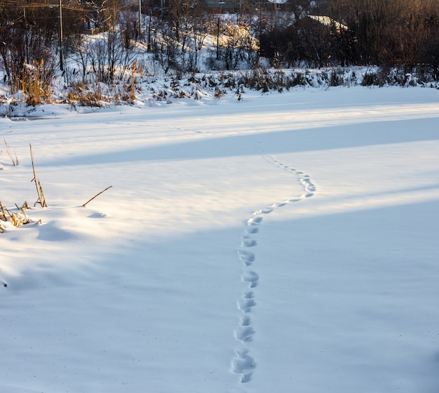 Winter im wald