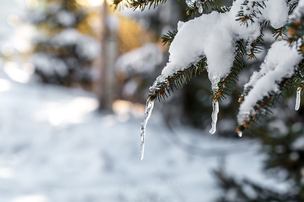 Winter im Wald