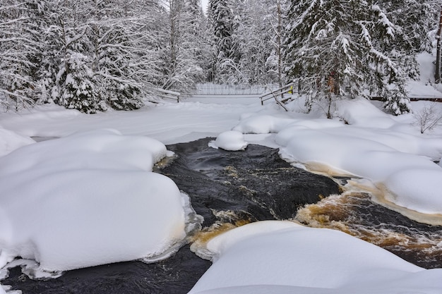 Winter in einem Fichtenwald Fichten bedeckt mit weißem, flauschigem Schnee Selektiver Fokus Winterlandschaft