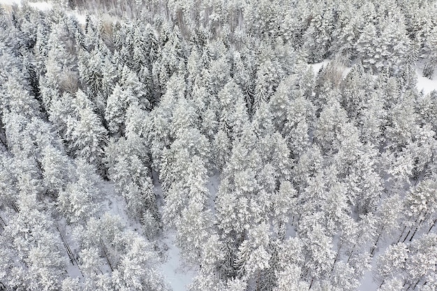 Winter in einer Kiefernwaldlandschaft, Bäume mit Schnee bedeckt, Januar in einem dichten Wald Saisonansicht