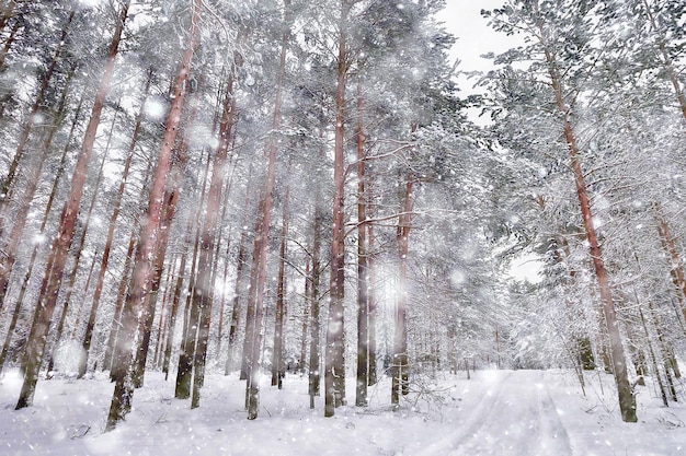 Winter in einer Kiefernwaldlandschaft, Bäume mit Schnee bedeckt, Januar in einem dichten Wald Saisonansicht