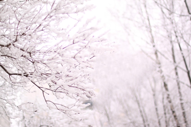 Winter in einer verschneiten Stadt der Frost auf den Ästen eines Baumes