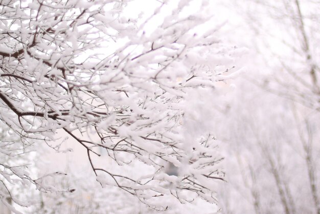 Winter in einer verschneiten Stadt der Frost auf den Ästen eines Baumes