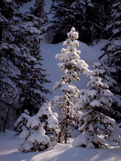 Winter in San Juan Mointains, Colorado.