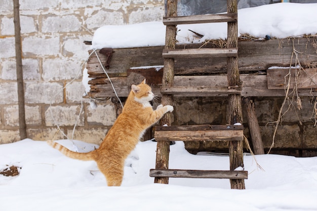 Winter. Ingwerkatze ist im Begriff, in den Dachboden über eine Holztreppe zu klettern