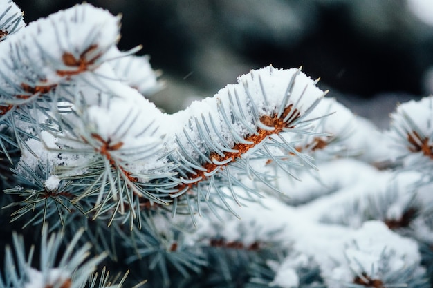 Winter kalter Schnee Frost Tannenbaum nah