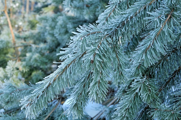 Winter-Kiefernzweig. Schneeflocken auf einer Niederlassungsnahaufnahme, Makro