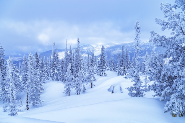 Winter-Nadelwald auf dem Berg Utua.