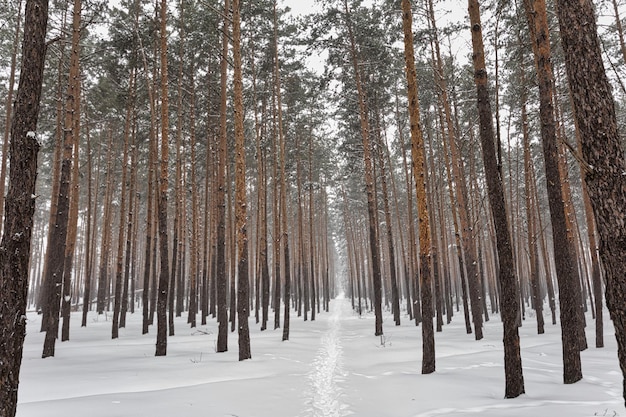 Winter-Nadelwald Schneebedecktes Unterholz und gelbe Baumstämme