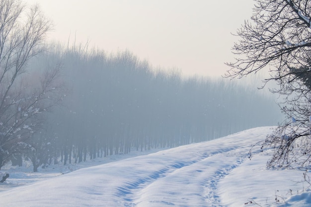 Winter neblige Waldszene, kalter nebliger Wald mit Schnee