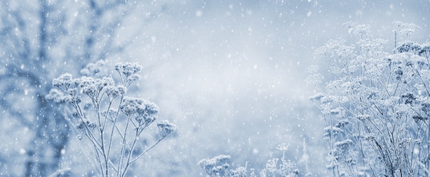 Winter-Neujahrs- und Weihnachtshintergrund mit frostbedeckten Pflanzen bei Schneefall