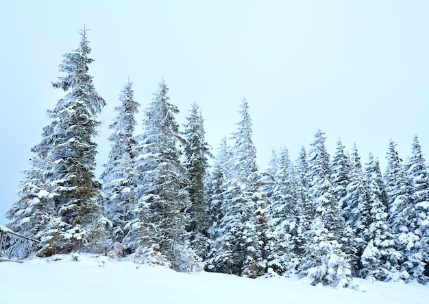 Winter ruhige Berglandschaft mit Schneefall und schönen Tannen am Hang