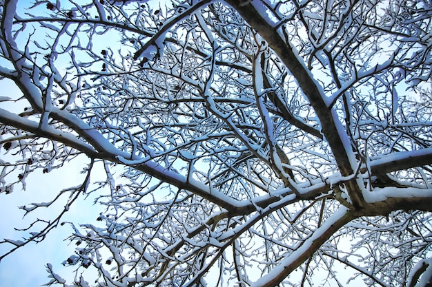 Winter Schnee Ast Baum bedeckt