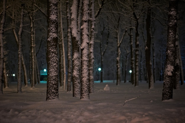 Winter Schnee Nacht Park