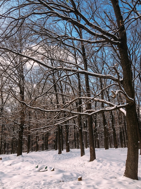 Winter Schneebäume