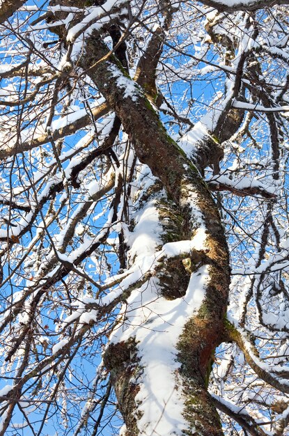 Winter schneebedeckte Baumzweige auf blauem Himmelshintergrund