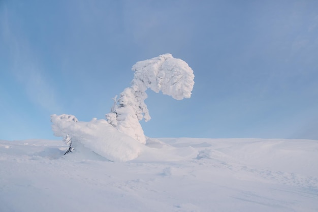 Winter schneebedeckte minimalistische Landschaft Minimalistische Landschaft mit einem einsamen in Schnee gehüllten Baum in einem Winterfeld Weihnachtsferien und Winterurlaub Hintergrund