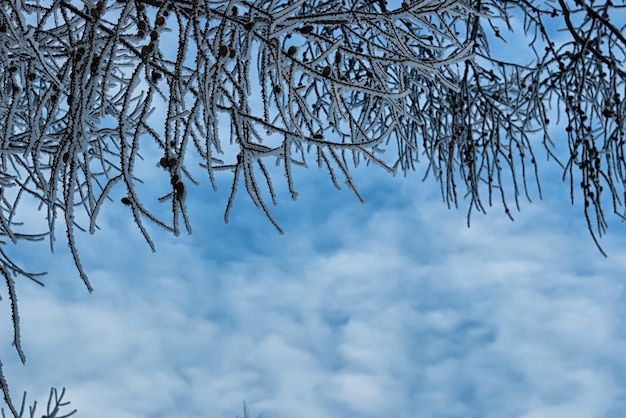 Winter schneebedeckte Äste