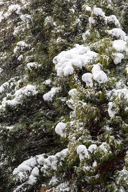 Winter Schneefall Kiefernzweig unter einer dicken Schneeschicht