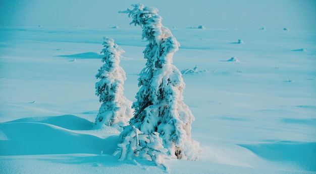 Winter Schneesturm Schneewetter Schnee auf Bäumen kaltes Klima