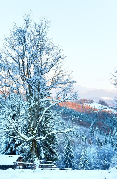 Foto winter sonnenuntergang berglandschaft mit raureif und schneebedeckten fichten (karpaten, ukraine)