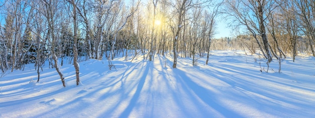 Winter sonnige Panoramalandschaft verschneiter Wald und echte Sonne Der unberührte Schnee funkelt Bäume werfen lange Schatten in den Schnee Wunderbarer Winterurlaub in der Natur Panorama