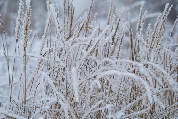 Winter Sonniger Tag, Stängel und Zweige von Pflanzen in einem brillanten frostigen Frost