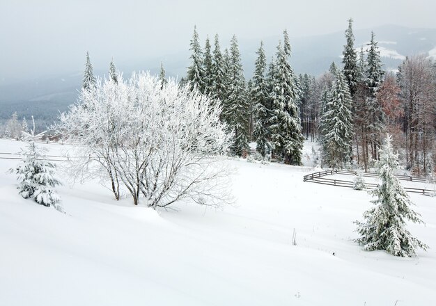 Winter stumpfe Landberglandschaft mit Zaun und Tannenbäumen