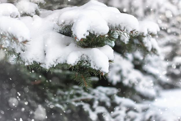 Winter Tannenbaum Schnee