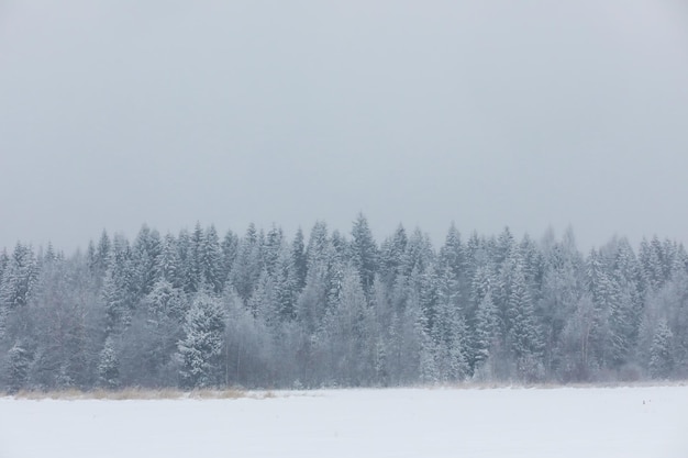 Winter verschneite frostige Landschaft Der Wald ist mit Schnee Frost und Nebel im Park bedeckt