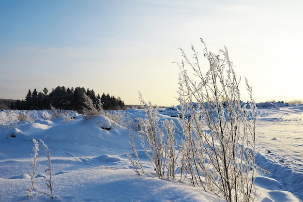 Winter verschneite frostige Landschaft Der Wald ist mit Schnee Frost und Nebel im Park bedeckt