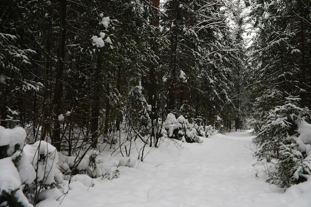 Winter verschneite frostige Landschaft Der Wald ist mit Schnee Frost und Nebel im Park bedeckt