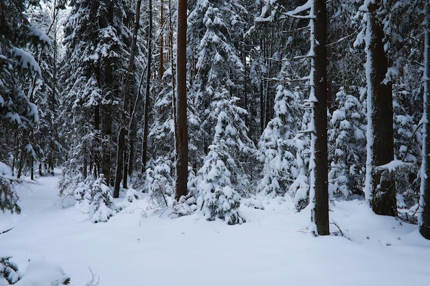 Winter verschneite frostige Landschaft Der Wald ist mit Schnee Frost und Nebel im Park bedeckt