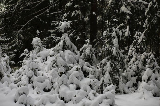 Winter verschneite frostige Landschaft Der Wald ist mit Schnee Frost und Nebel im Park bedeckt