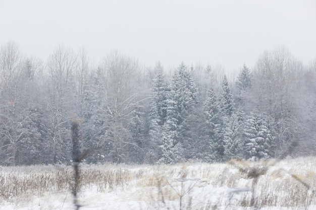 Winter verschneite frostige Landschaft Der Wald ist mit Schnee Frost und Nebel im Park bedeckt