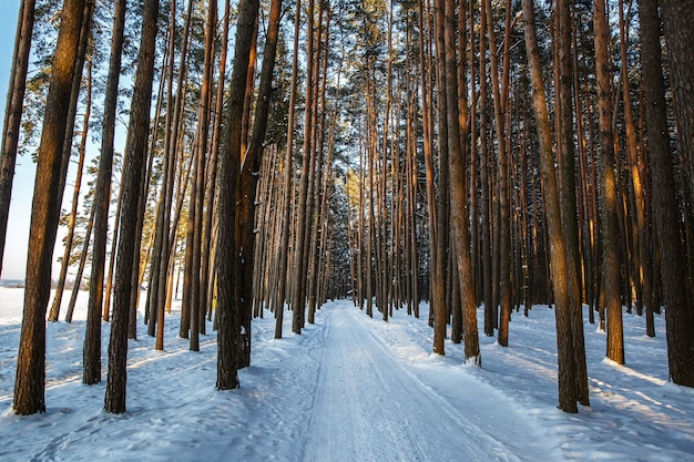 Winter verschneite Straße zwischen Kiefern.