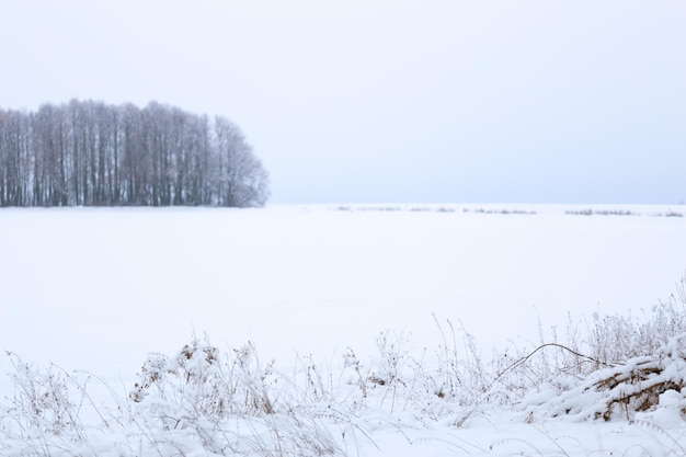 Winter verschneite Waldwand Deadpan Stil weißer Hintergrund