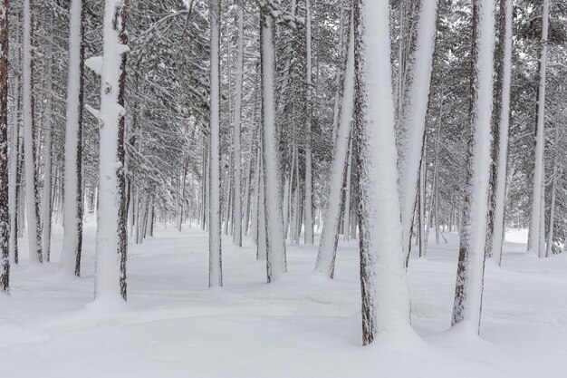 Winter verschneiter Kiefernwald mit Schnee, der den Boden und die Äste vollständig bedeckt