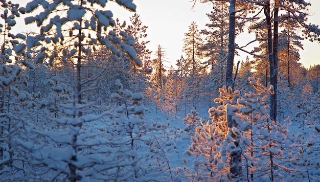 Winter verschneiter Wald bei Sonnenuntergang. Schöne Weihnachtslandschaft. Geringe Schärfentiefe.