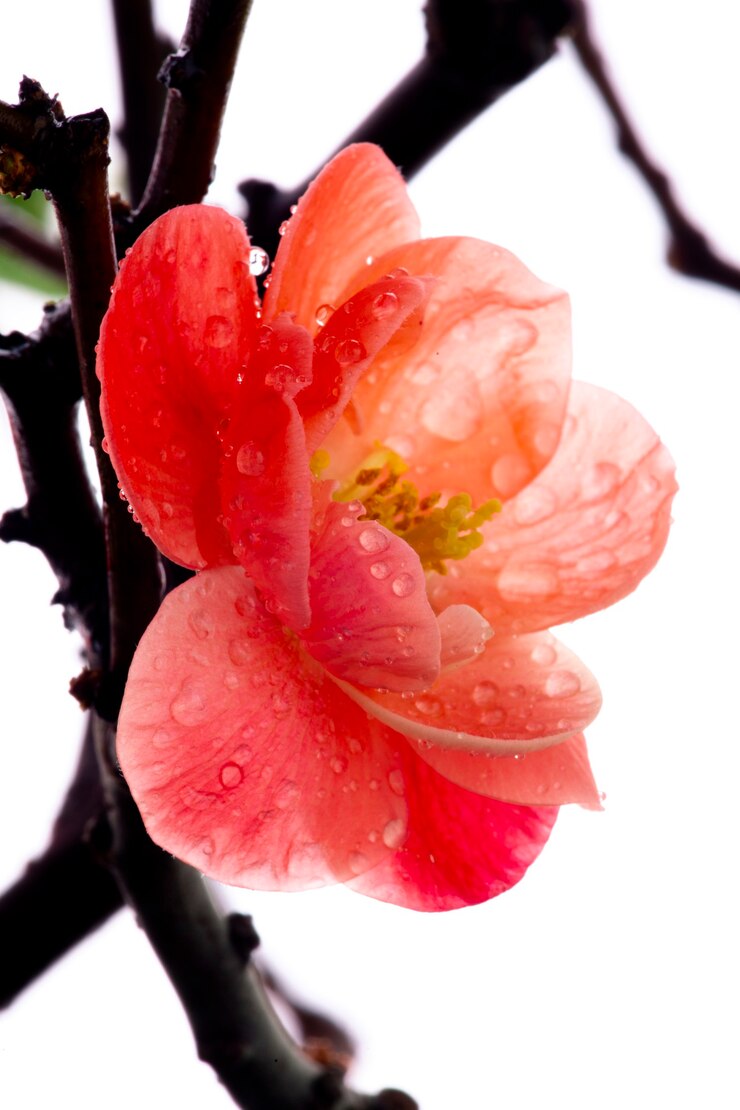 Foto winter, vorfrühling, rosa, langlebigkeitspflaume, pflaume