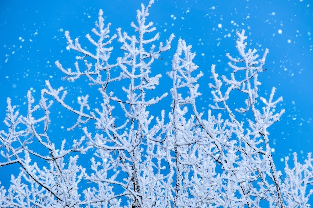 Winter Weihnachten malerische Landschaft Weiße Birkenzweige in Raureif Nahaufnahme fallender Schnee