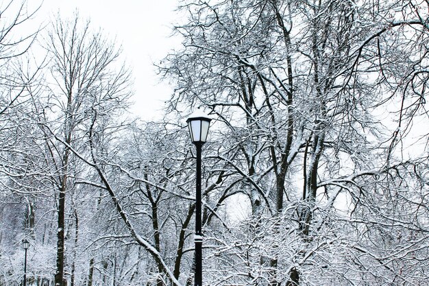 Winter Weihnachten und Neujahr Lamp Post und Kronen von schneebedeckten Bäumen im Stadtpark Winterlandschaft