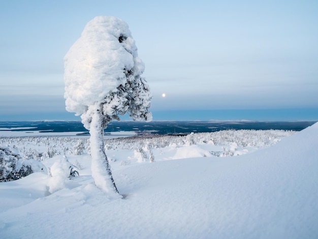 Winter-Zuckerwatte Eis-Natur-Lollipop Schneebedeckter Berghang mit ausgefallenen weißen Bäumen in der Nacht des Vollmonds Erstaunlicher natürlicher Winterhintergrund der nördlichen Natur