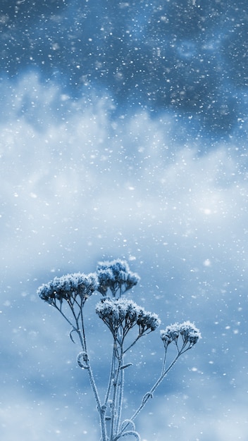 Winteransicht mit frostbedeckten Trieben trockener Pflanzen auf einem Hintergrund von dunklem bewölktem Himmel bei Schneefall